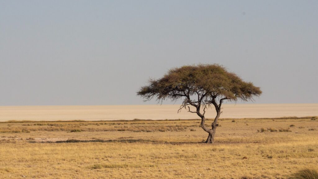 An image of lone, parched tree standing on a dry, yellow Savannah.

Image credit: Estevao Gedraite on Unsplash